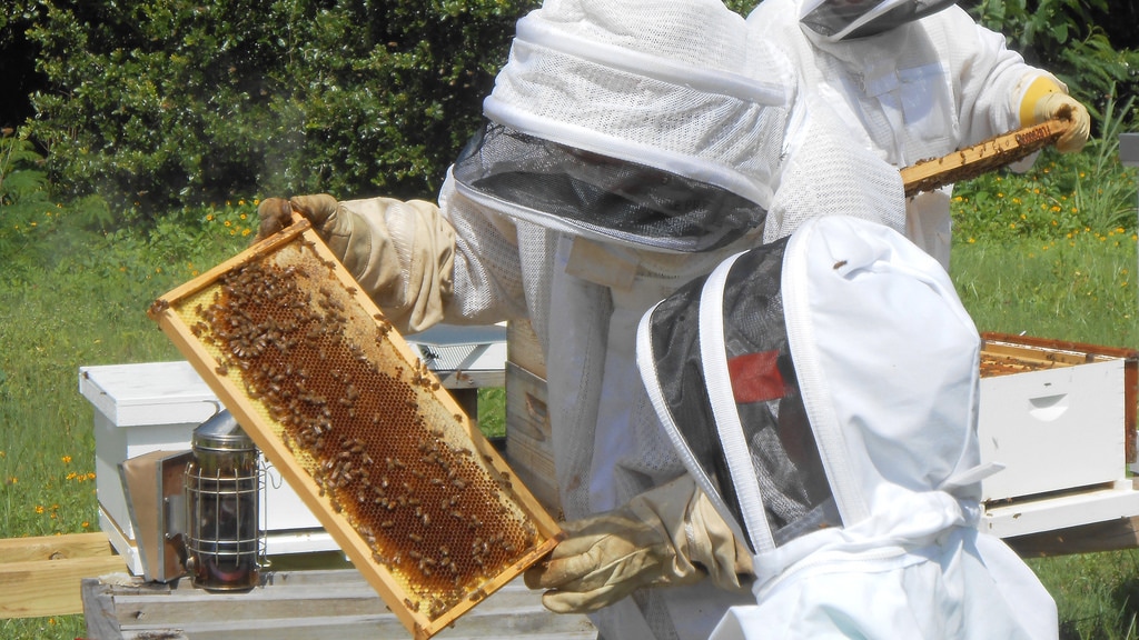 Honey Bee Biology Basics - FARAD's Species Pages