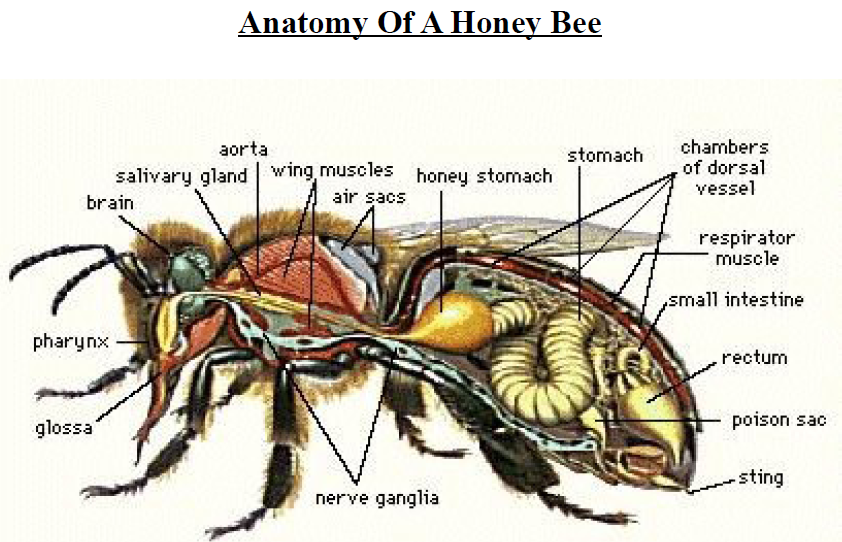 Honeybee Definition and Examples - Biology Online Dictionary