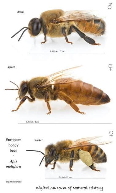 Honey Bee Queens: Evaluating the Most Important Colony Member – Bee Health