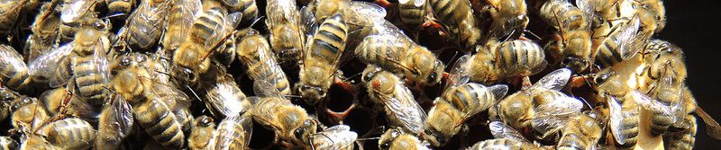Honey Bee Biology Basics - FARAD's Species Pages